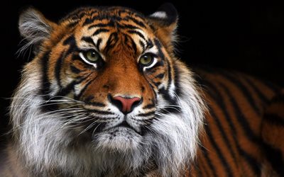 tiger, tigern, foto tigrar
