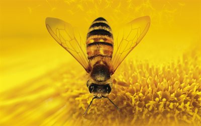 bi, samlar honung, pollen, filar, insekter