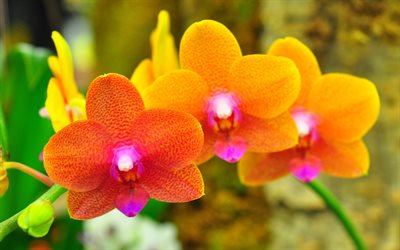 orange orkidéer, foton av orkidéer, orkidéer