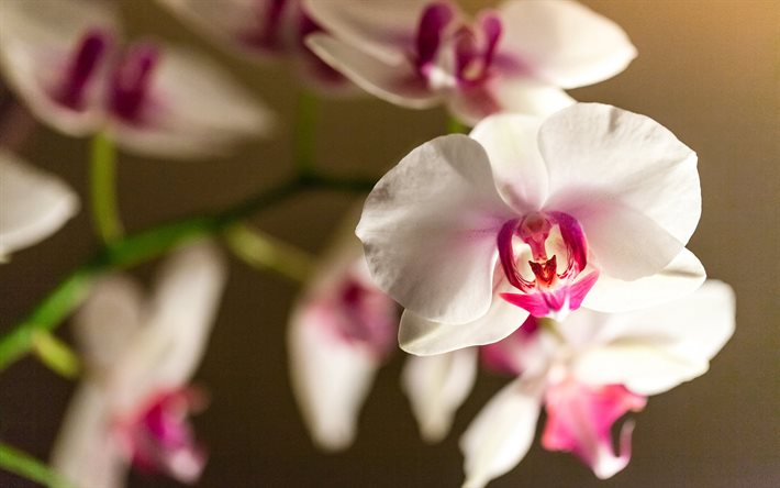 orkidéer, rosa orkidé