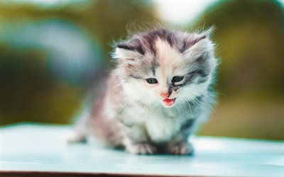 söpö kissanpentu, pörröinen kissanpentu, mile cochineal, puhdaste kokenilli