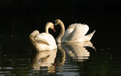 white swans, a pair of swans