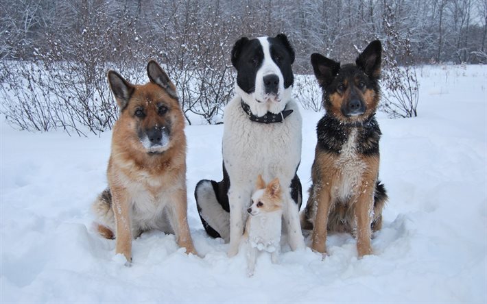 alabai, 羊飼い, 雪, かわいい犬, チワワ