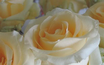 bud roses, 화이트 장미, 사진 장미의, 미, 의 꽃미, 폴란드 장미