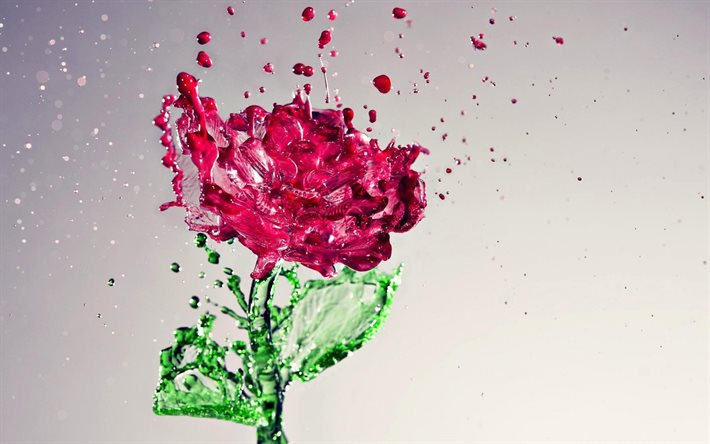 water flower, rose