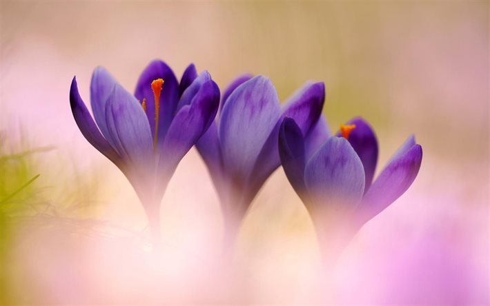 crocus, crocus violet, de belles fleurs