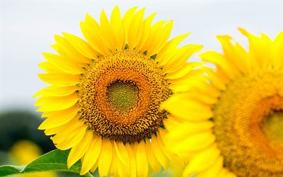sunflowers, beautiful sunflower, sonyachnyi