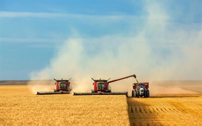 la cosecha, la cosecha de trigo, campo de trigo, combinar, cosechadoras, el campo de trigo