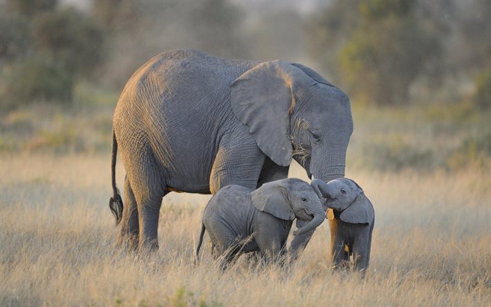 africa, elefanti, elefanti gemelli