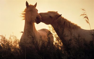 सूर्यास्त के साथ, एक जोड़ी के घोड़े, घोड़े, घटना, घोड़ों की एक जोड़ी