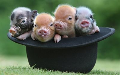 귀여운 새끼, 모자, 네 piglets