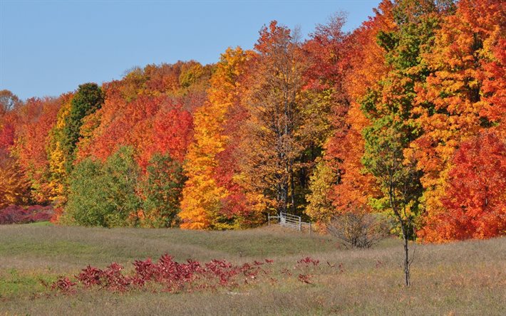 floresta de outono, outono, as árvores coloridas