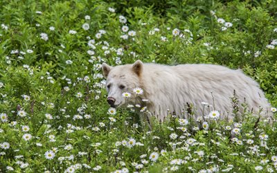 white wolf, grass