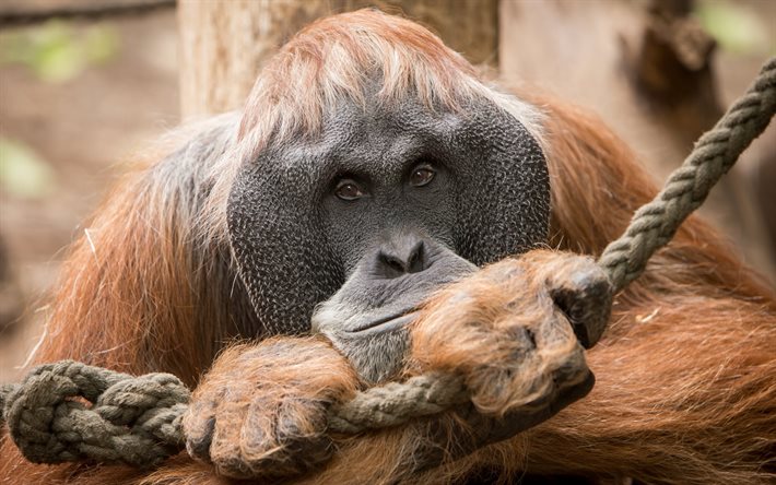 el orangután, big ape