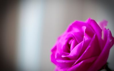 bright flower, pink rose, rojava rose