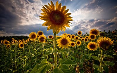 sunflowers, blue sky, summer, sonyachnyi, blakytne the sky