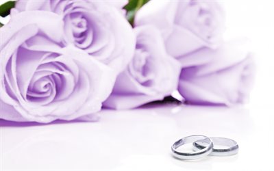rosas roxas, anel, anéis de casamento, obrocki