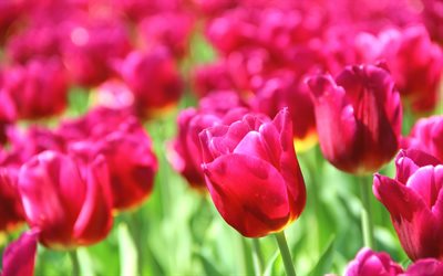 campo de tulipas, tulipas cor de rosa