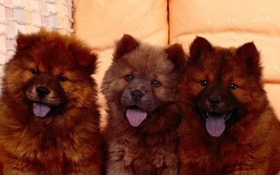 le chow chow, chiots
