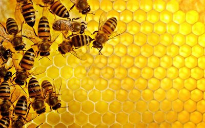 les abeilles, la cellule, le miel, le miel de fond