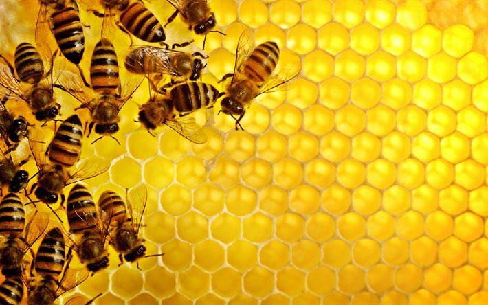 벌, 포, 꿀, 꿀을 배경