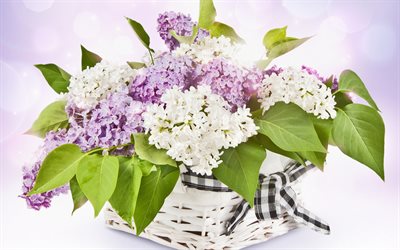 lila, blanco, ramo de flores de color lila, el ramo de la buzok, el buzok
