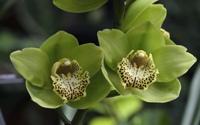 gröna orkidéer