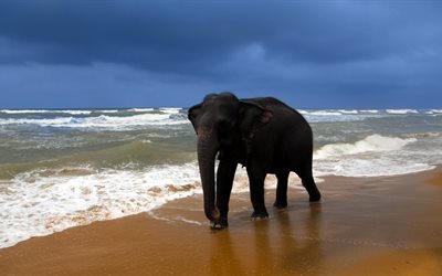 elefante, a la orilla del mar, negro elefante, el océano índico