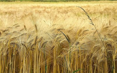 小麦, 耳小麦, 収穫, ウクライナ