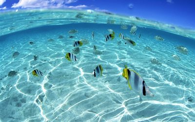 mundo submarino, tropical de la isla