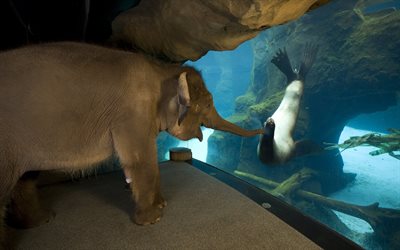 elefanten, elefant, lustiger elefant