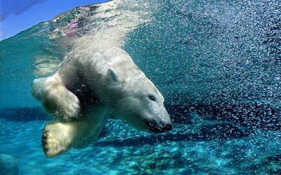 polar bear, bear, the water, zoo
