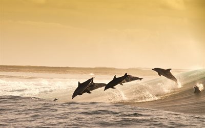 los delfines, puesta de sol, olas grandes