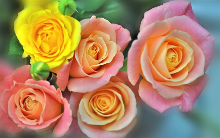 rosebuds, गुलाब, पीले गुलाब, बैंगनी गुलाब, butone के गुलाब के फूल, गुलाब पोलैंड
