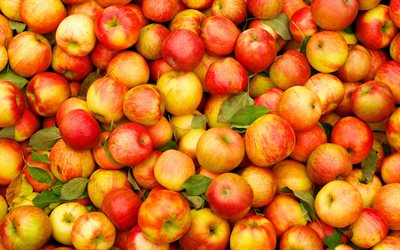 黄色リンゴ, 熟したリンゴ, 多くのリンゴ, 山のりんご, 写真