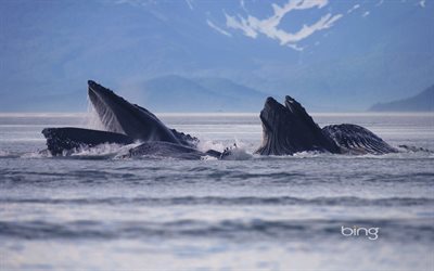 クジラ, クジラの群れ, レンドリーモーテルの運河, アラスカ, 米国