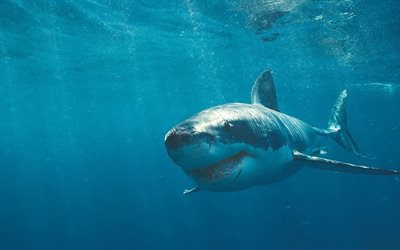एक बड़ी शार्क, पानी के नीचे दुनिया