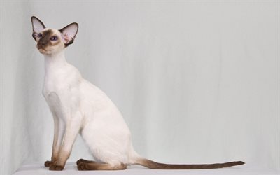 cats, photos of cats, siamese cat
