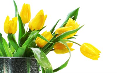 des tulipes, des tulipes jaunes, fleurs jaunes