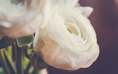 白バラの花, 写真のバラ