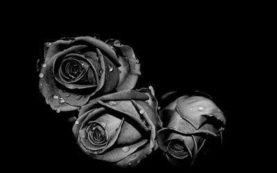 kuvia ruusuista