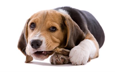 cane, cucciolo, sena, il beagle