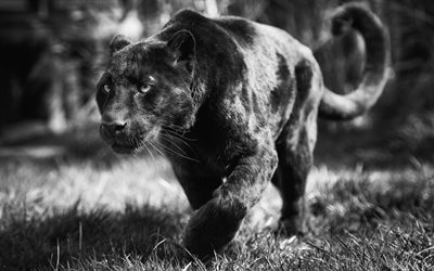 pantteri, villikissat, musta leopardi, mustavalkoinen valokuva