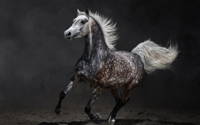 الحصان, الحصان الجميل