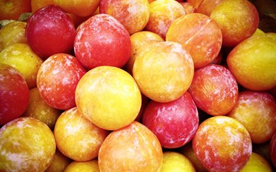사진, 과일, plum