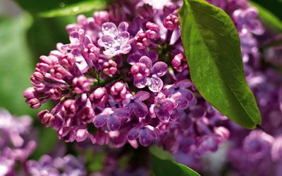 spring flowers, spring, lilac, the buzok