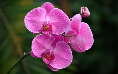 orkidé, rosa orkidé, en orkidégren