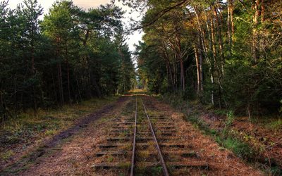 a ferrovia de bitola estreita, estrada de ferro, foto, floresta