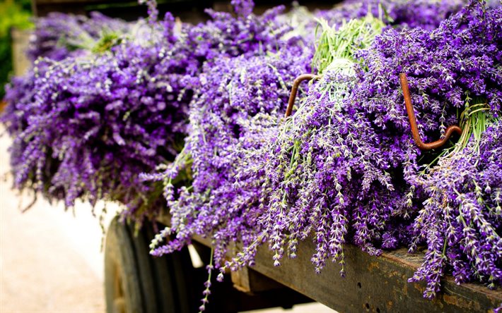 ラベンダー, 写真, 紫色の花