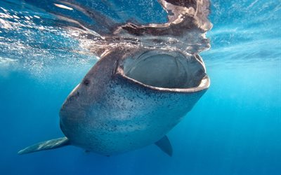 underwater world, wildlife, open sea, big whale, photo of whales